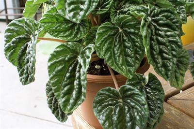 peperomia caperata - پپرومیا کاپراتا